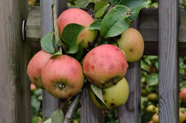 IVD-Service zu herbstlichen Nachbarschaftsfragen: Laub, Äpfel, Igelschutz