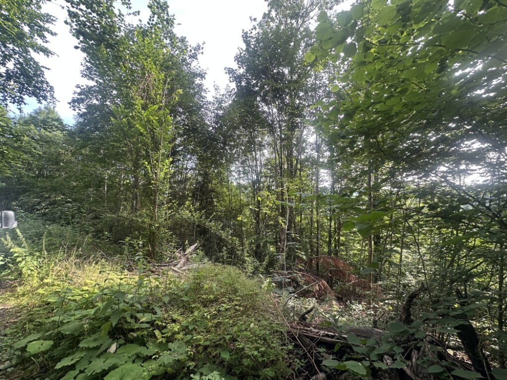 Waldgrundstück mit Jungwald in Ringelai