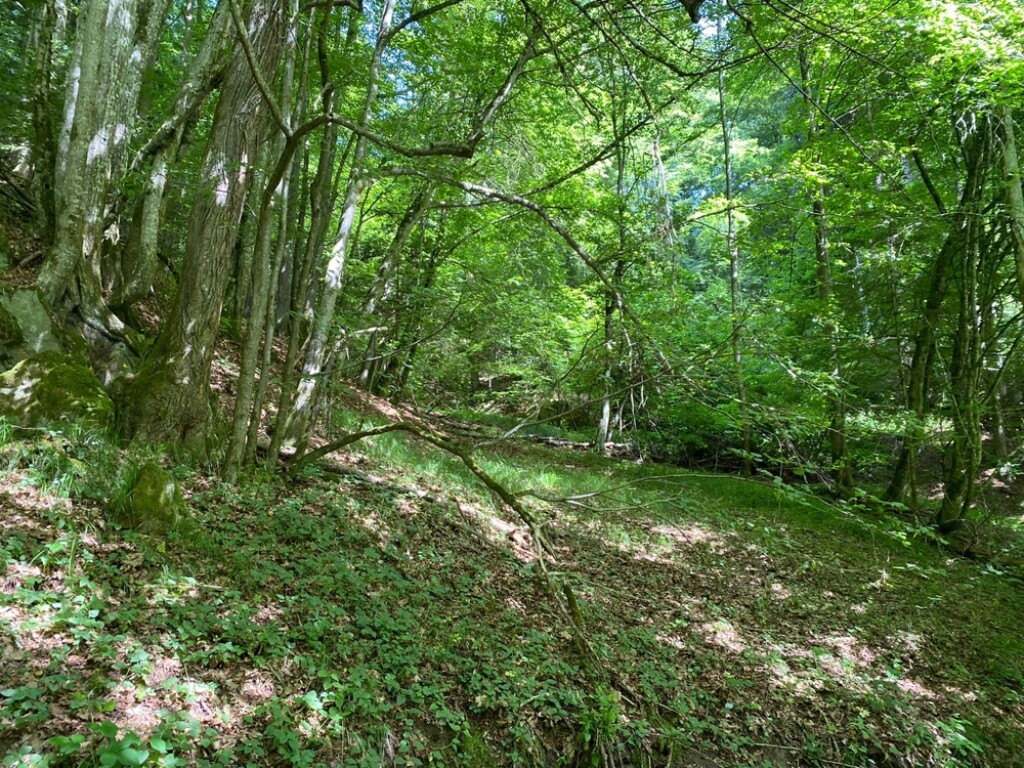 Waldgrundstück Nähe Iggensbach/Handlab